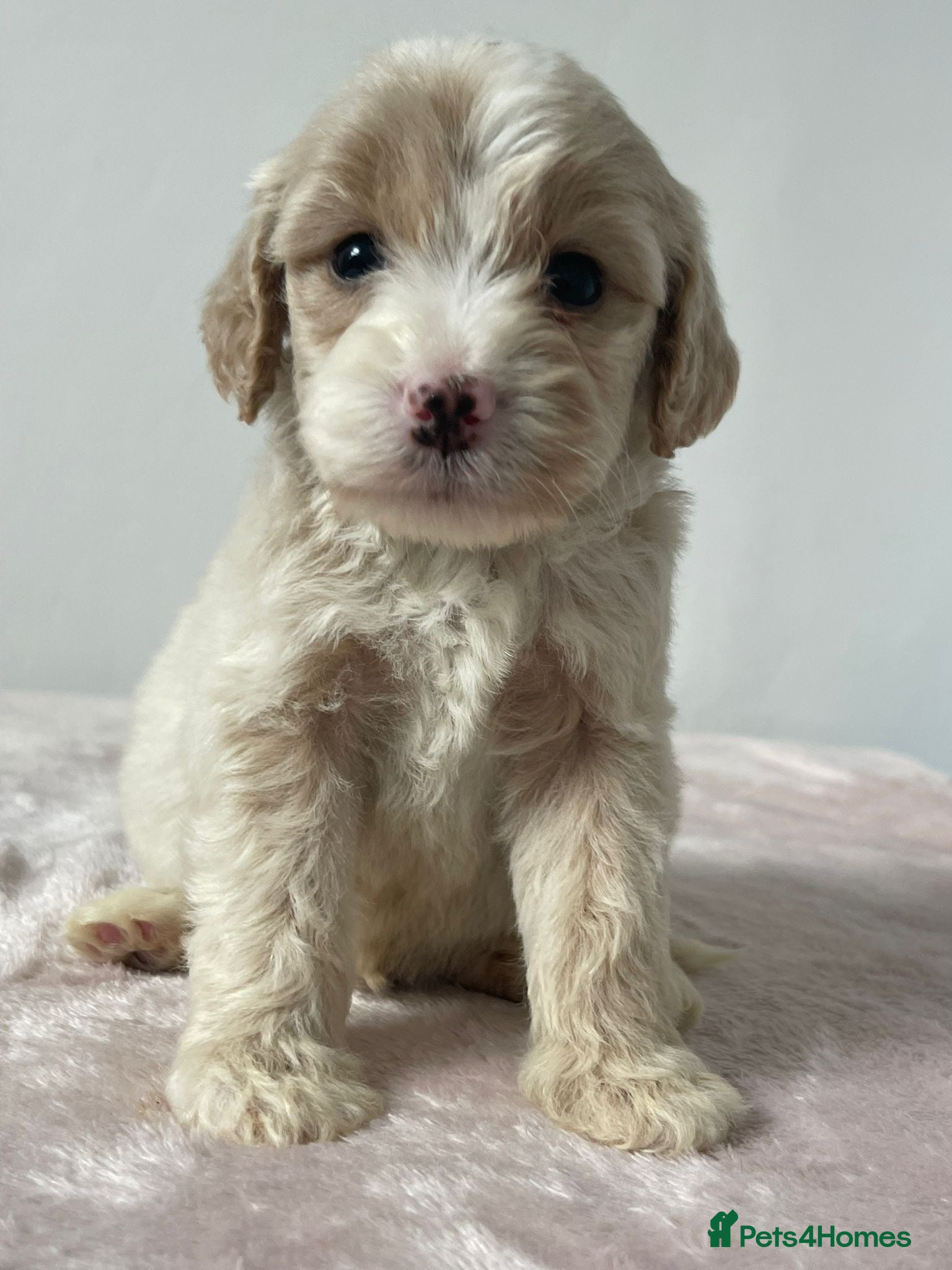 Cockapoo dogs Cockapoo Puppies  - Advert 9