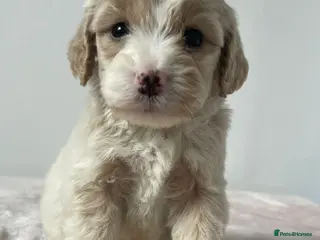 Cockapoo dogs Cockapoo Puppies - Advert 9