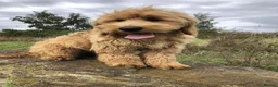Goldendoodle dogs for sale: Phoebe F1 Miniature Goldendoodle - Advert 5