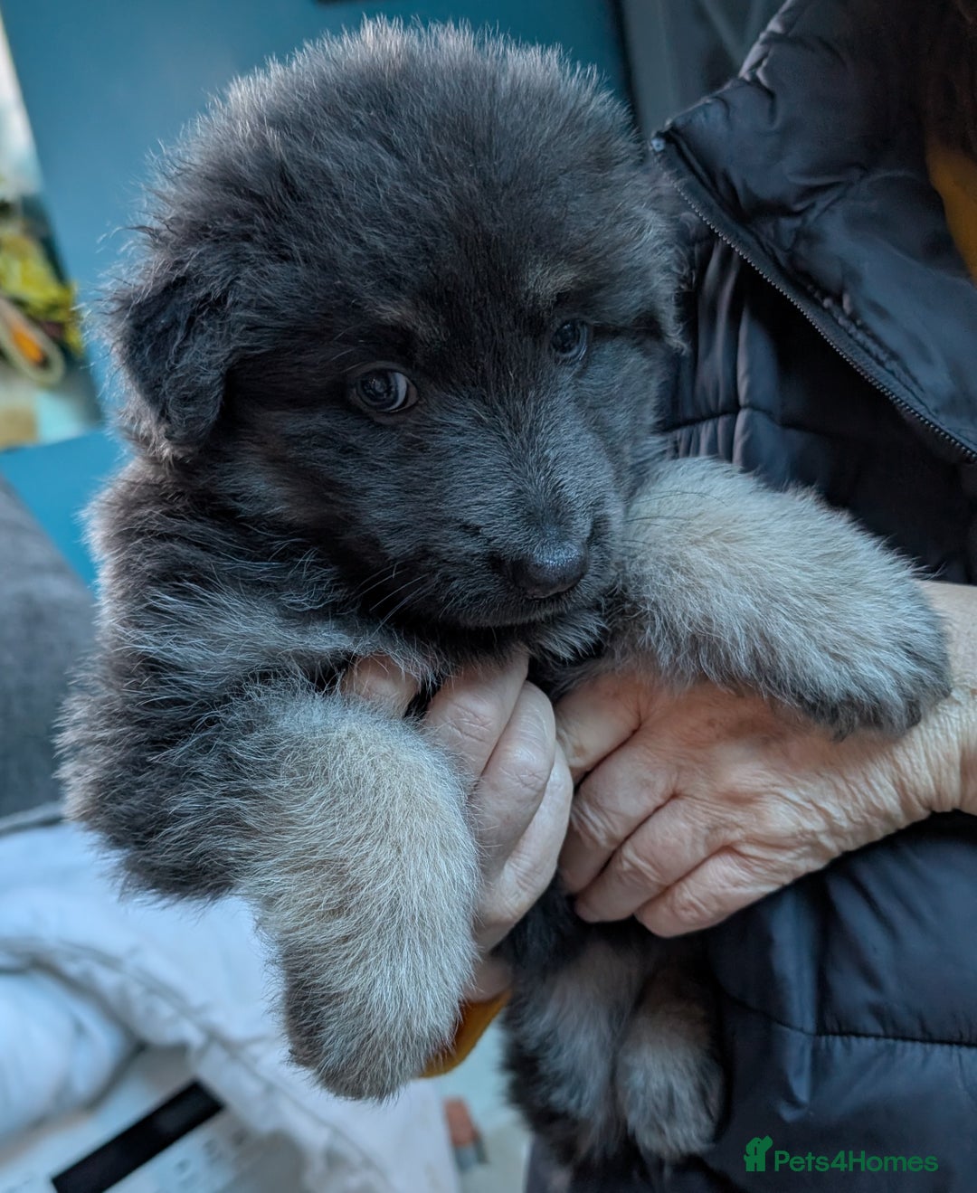 German Shepherd dogs for sale: Gorgeous Shepherd Puppies for Sale - Advert 6