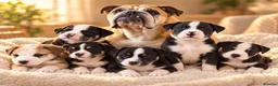Mixed Breed dogs for sale: 🐾BULLDOG X BORDER COLLIE PUPPIES - Advert 5