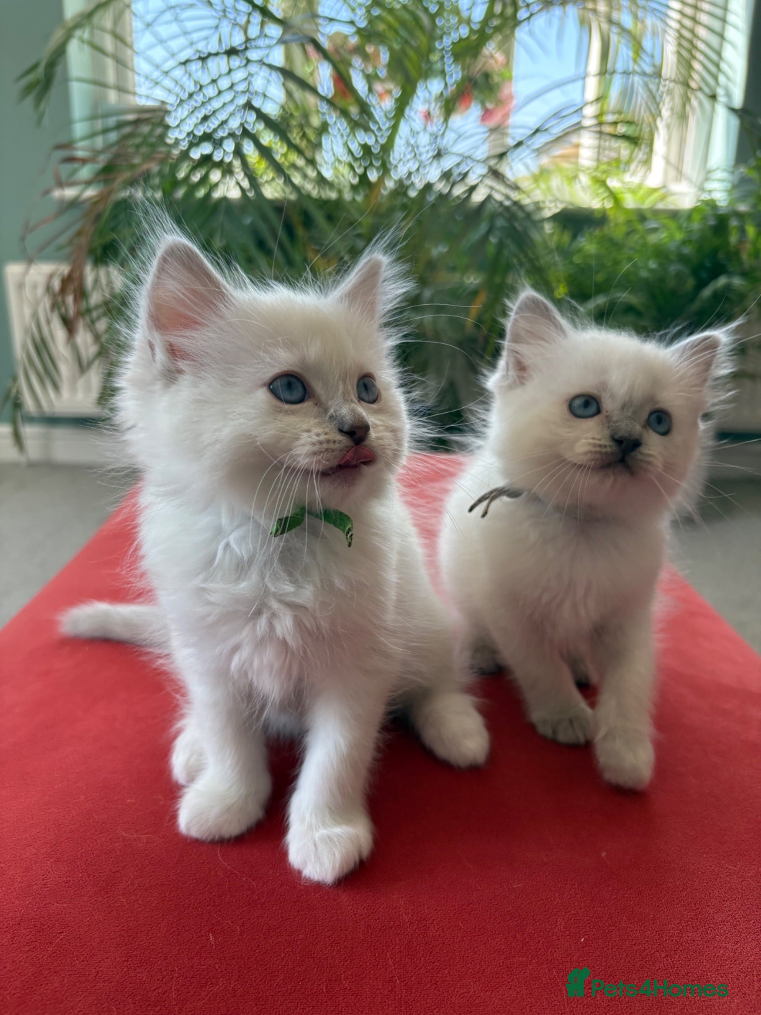 Ragdoll cats Rare Lilac Grand Champion Excellent Pedigree  - Advert 2