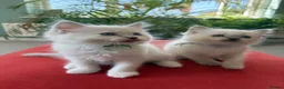 Ragdoll cats for sale: Rare Lilac Grand Champion Excellent Pedigree  - Advert 2
