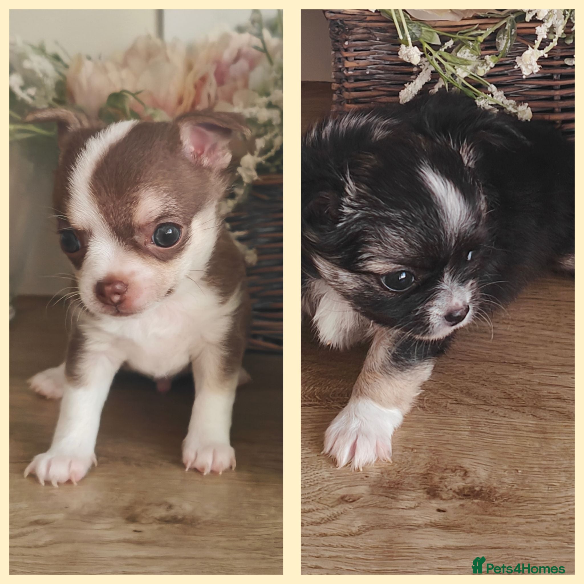 Chihuahua dogs 🌻Cute purebred chihuahua puppies🌻 - Advert 3