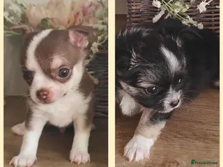 Chihuahua dogs 🌻Cute purebred chihuahua puppies🌻 - Advert 3