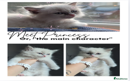 Ragdoll cats for sale: 🧁Sweet ragdolls - Image 15