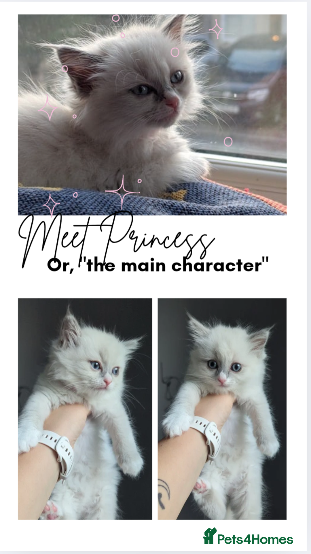 Ragdoll cats for sale: 🧁Sweet ragdolls - Image 15
