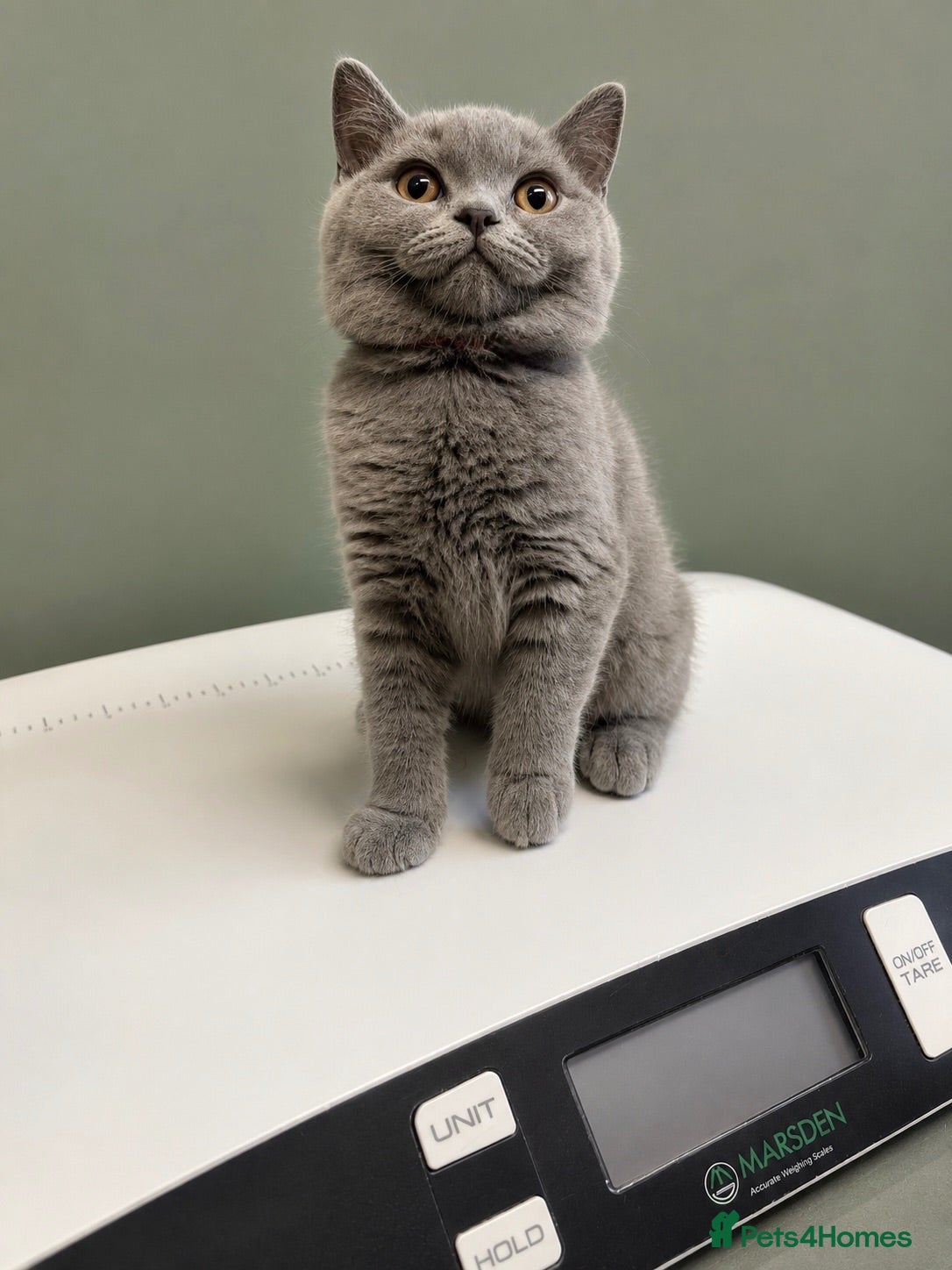 British Shorthair cats READY NOW 💙 Blue British Shorthair Kittens 💙 - Advert 1