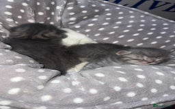 British Shorthair cats for sale: 2 Grey male British Shorthair kittens for sale  - Image 7