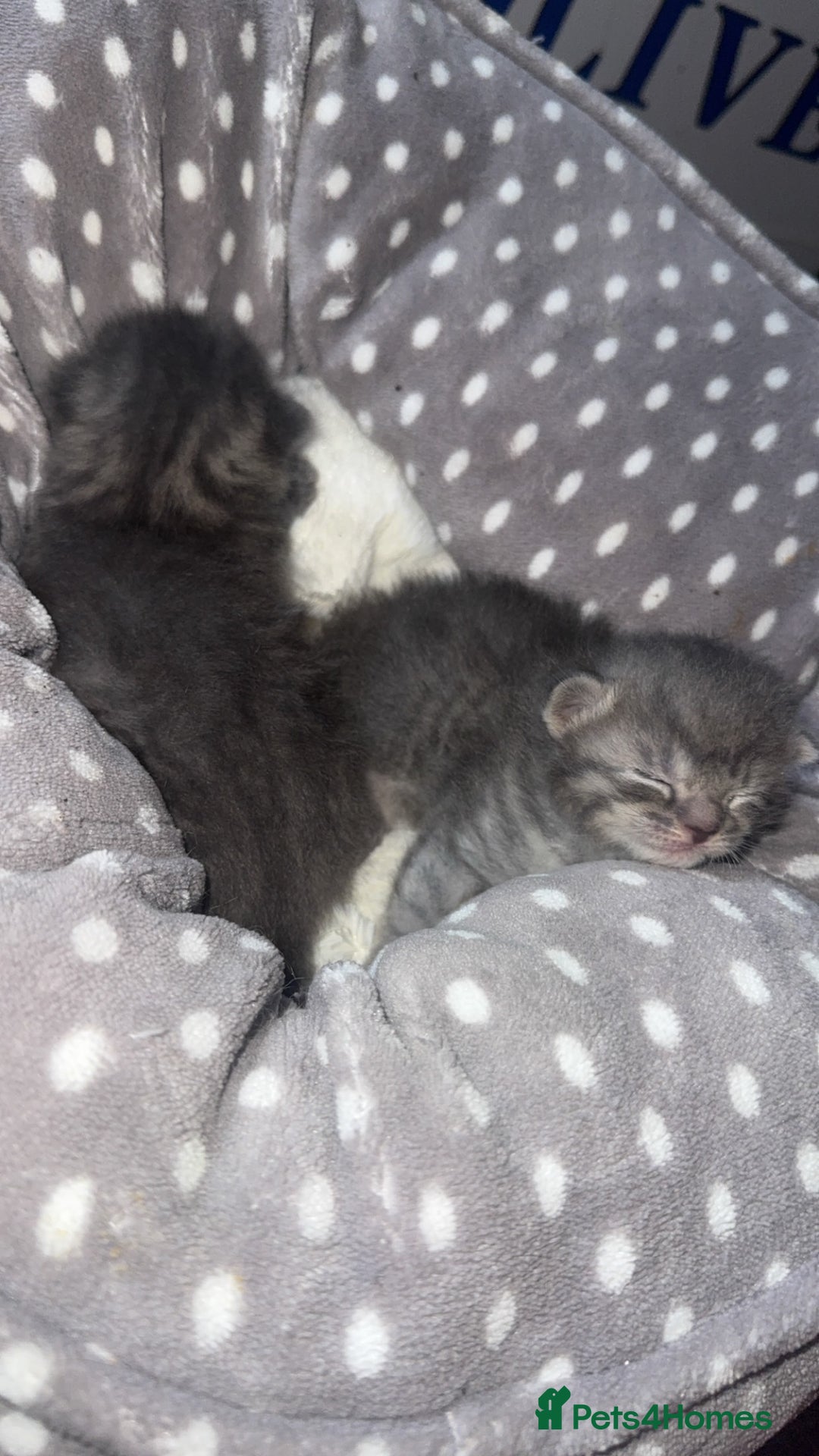 British Shorthair cats for sale: 2 Grey male British Shorthair kittens for sale  - Image 7
