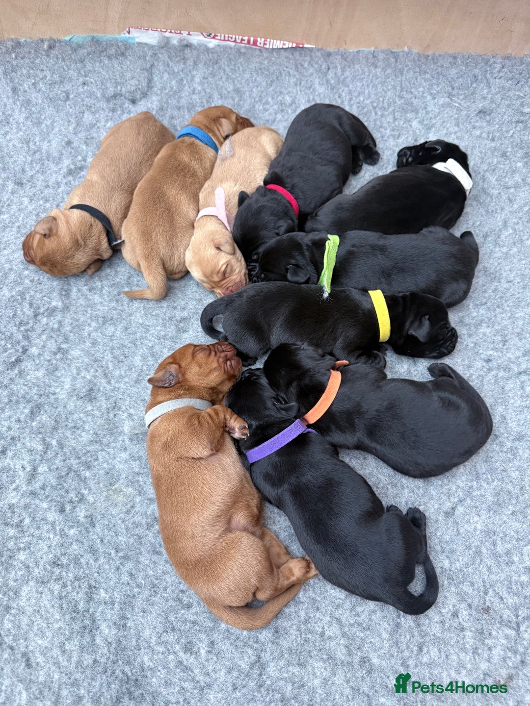 Labrador Retriever dogs for sale: Fantastic KC registered litter from FTCH lines - Image 12