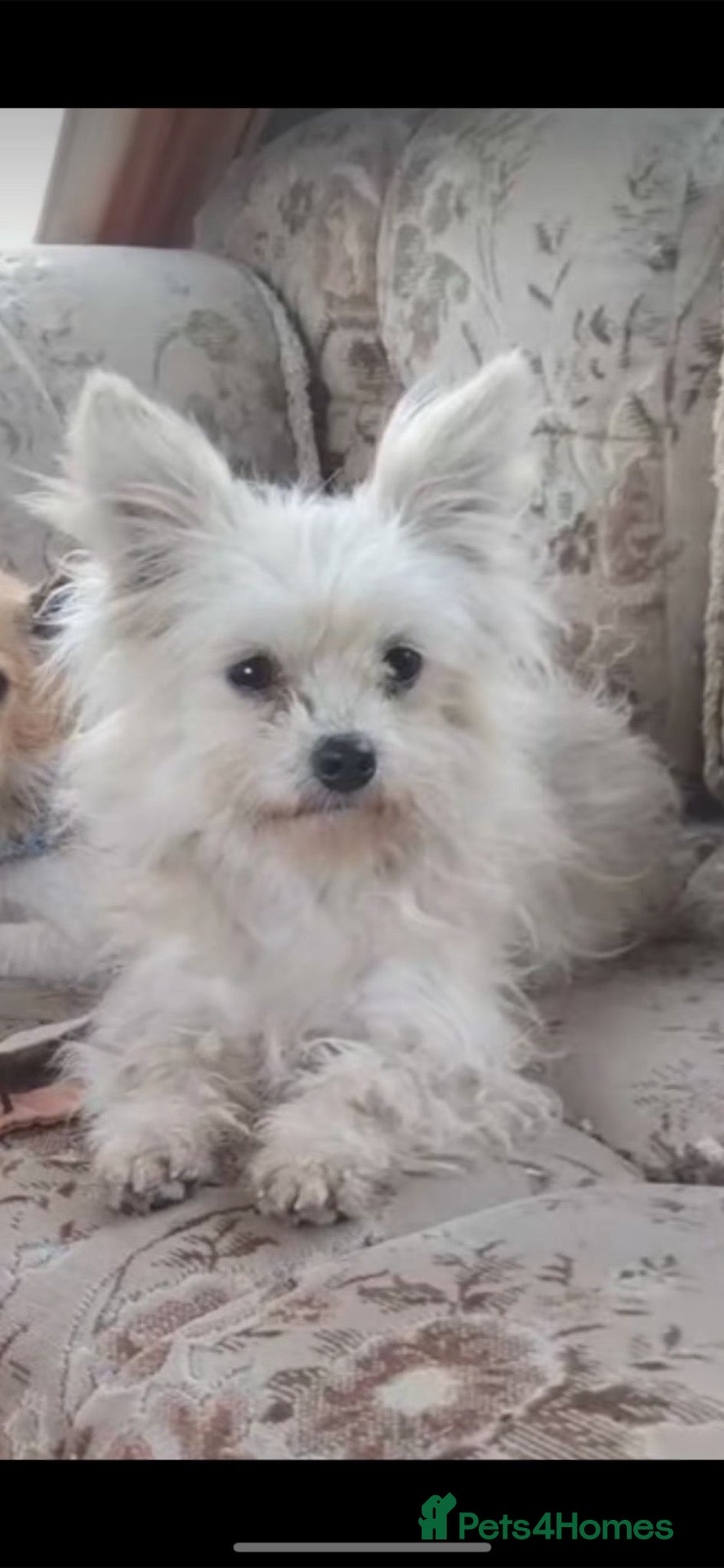 Mixed Breed dogs Pom x shitzu  - Advert 1