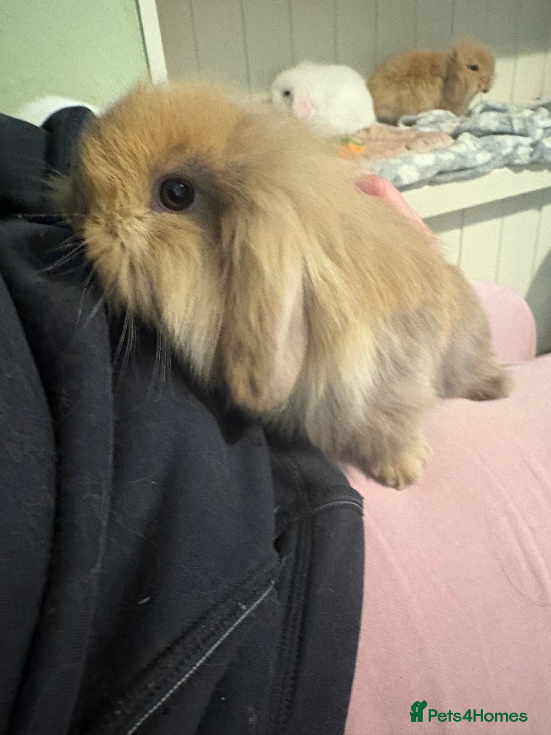 Mini Lop rabbits for sale: Vaccinated/raised indoors, mini lops and lion lop  - Advert 7