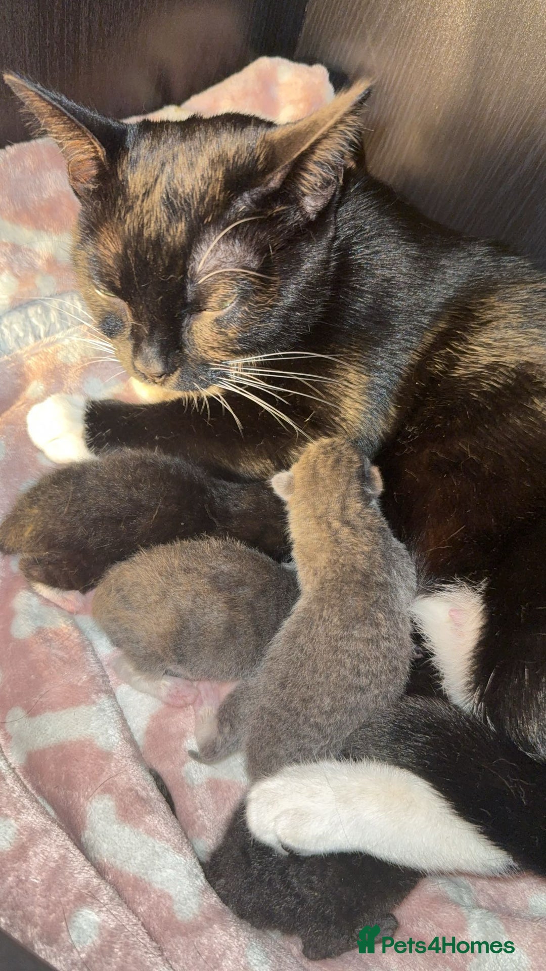 Bombay cats for sale: 4 beautiful kittens  - Advert 3