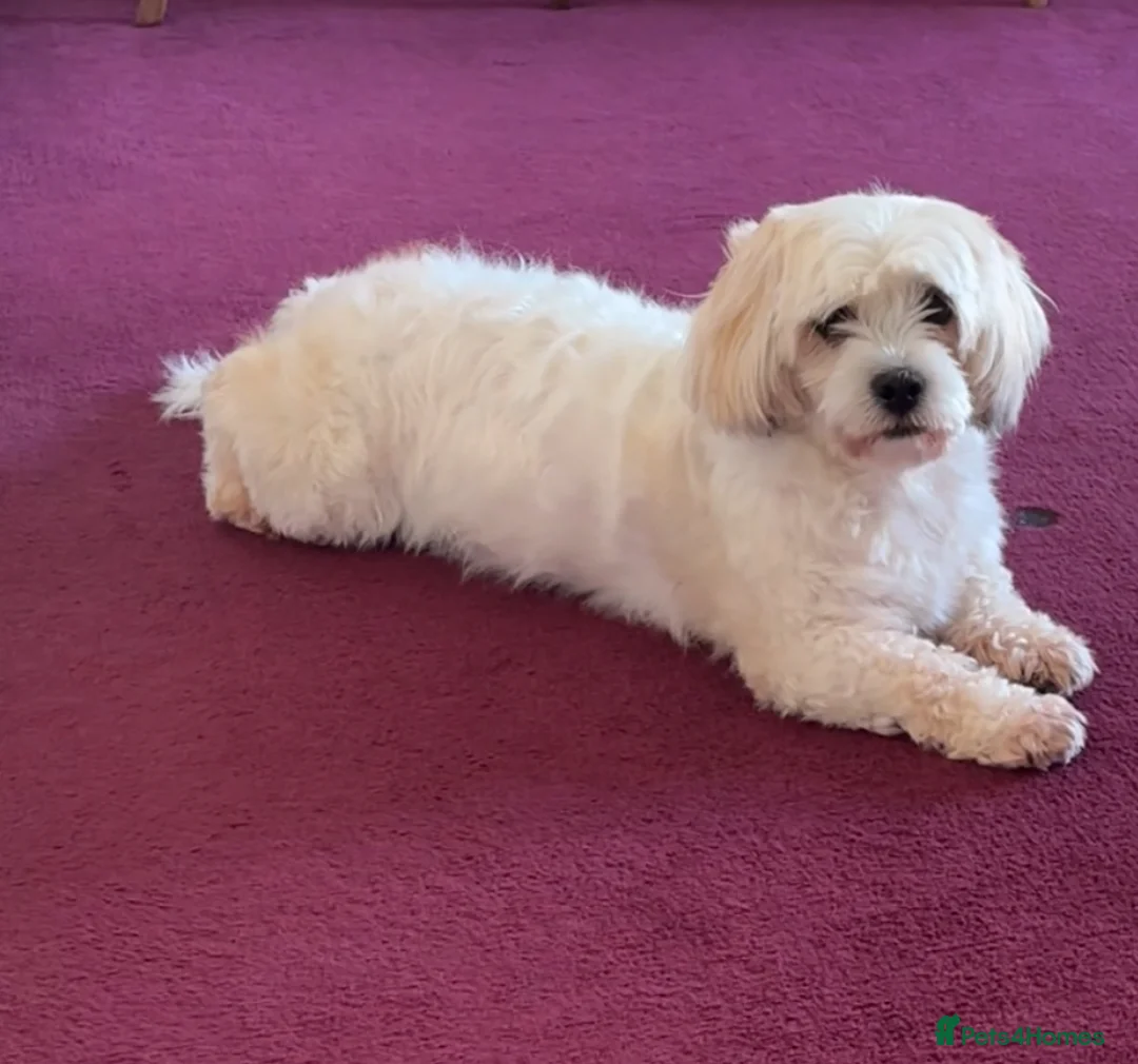 Mixed Breed dogs for sale: Lovely puppies  in Motherwell - Advert 1