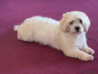 Mixed Breed dogs Lovely puppies - Advert 5