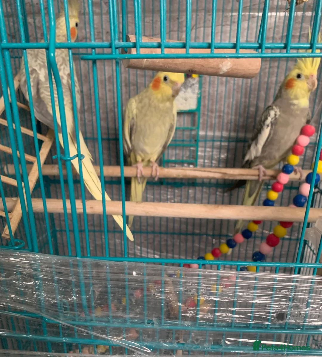 Cockatiels birds for sale: 3 cockatiels  - Advert 3