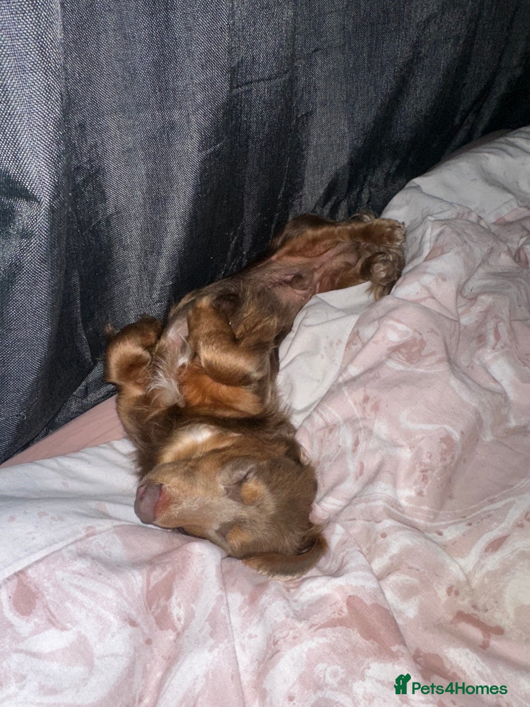 Miniature Dachshund dogs for sale: Male and female dachshund not related  - Image 8