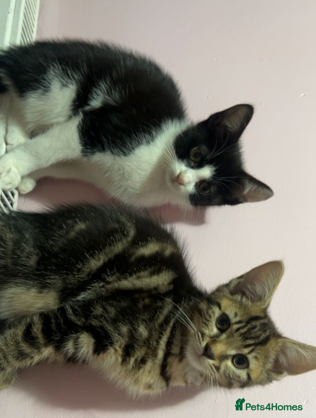 Mixed Breed cats Free kitten  - Advert 2