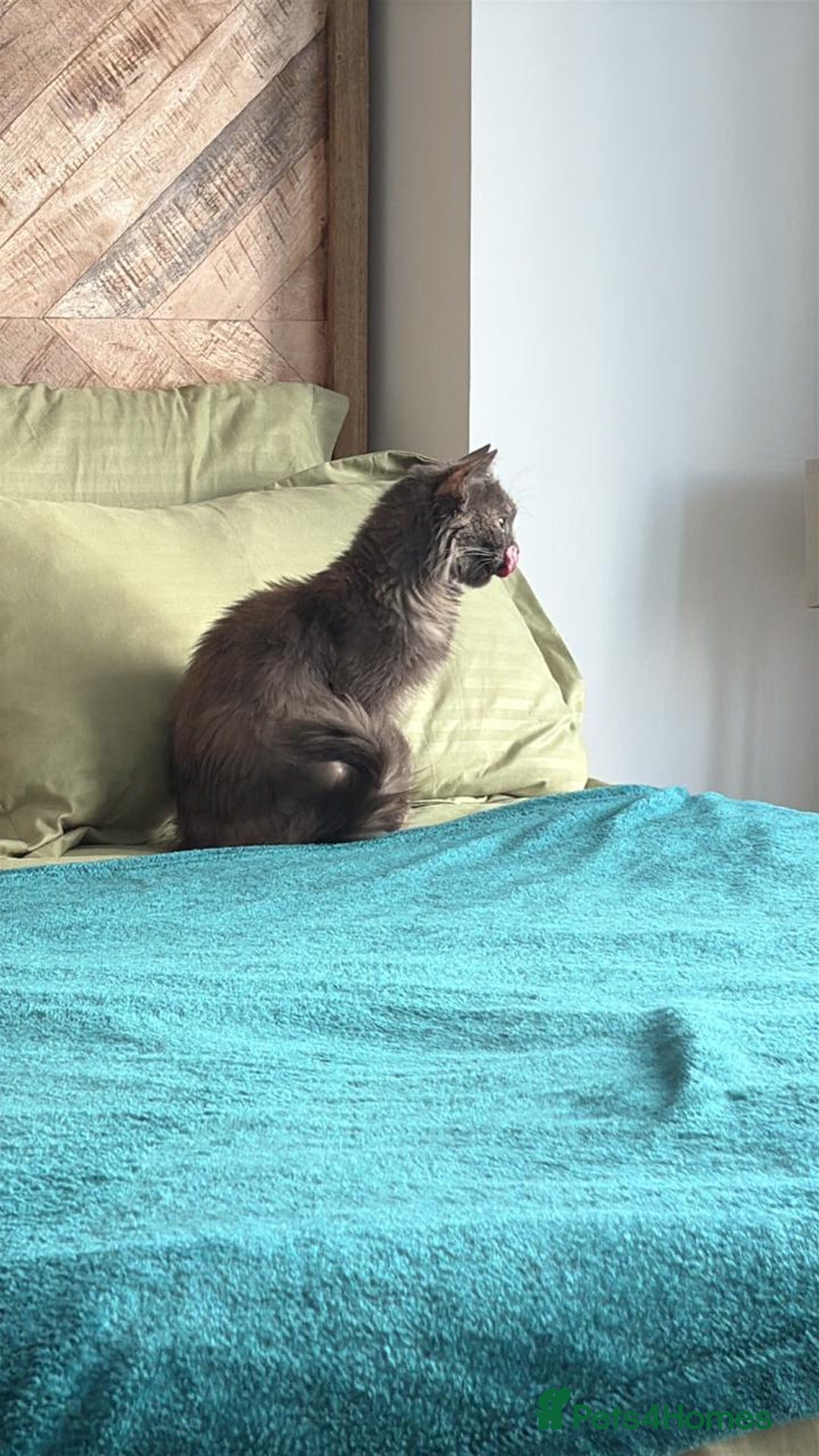 Mixed Breed cats for adoption: LILLI MIC PERSIAN GIRL SPAYED CALM AFFECTIONATE  - Advert 8