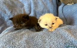 Ragdoll cats for sale: 🐾 Adorable Ragdoll x Maine Coon Kittens 🐾 - Image 4