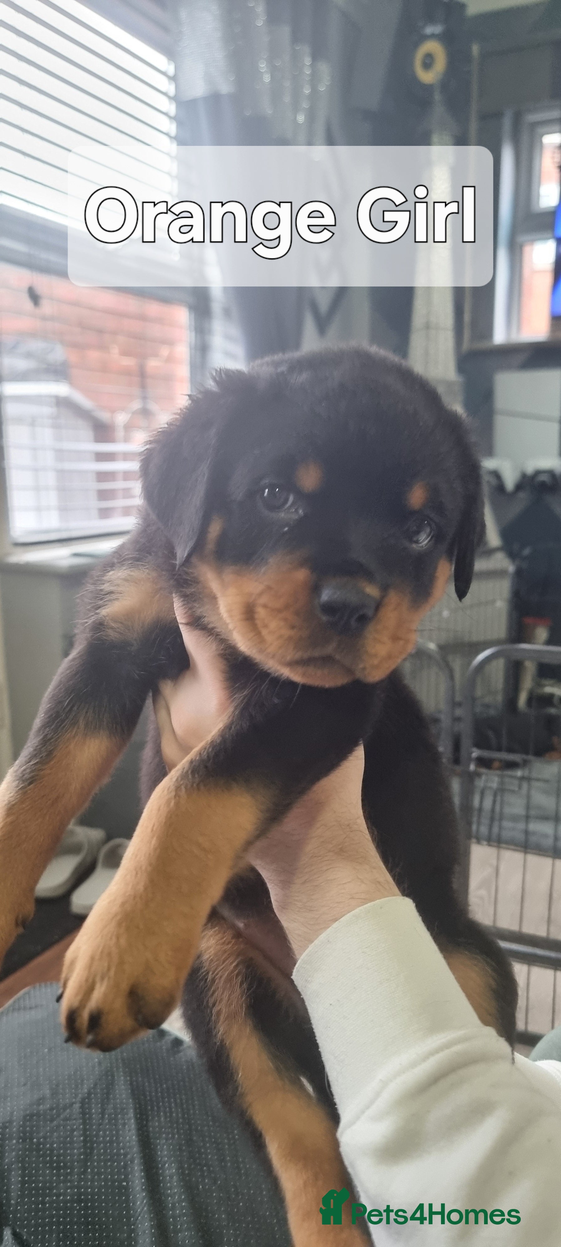 Rottweiler dogs 🐾 Beautiful Rottweiler Puppies - Advert 3