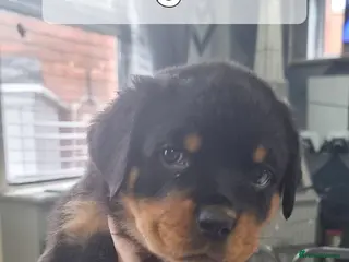 Rottweiler dogs 🐾 Beautiful Rottweiler Puppies - Advert 4