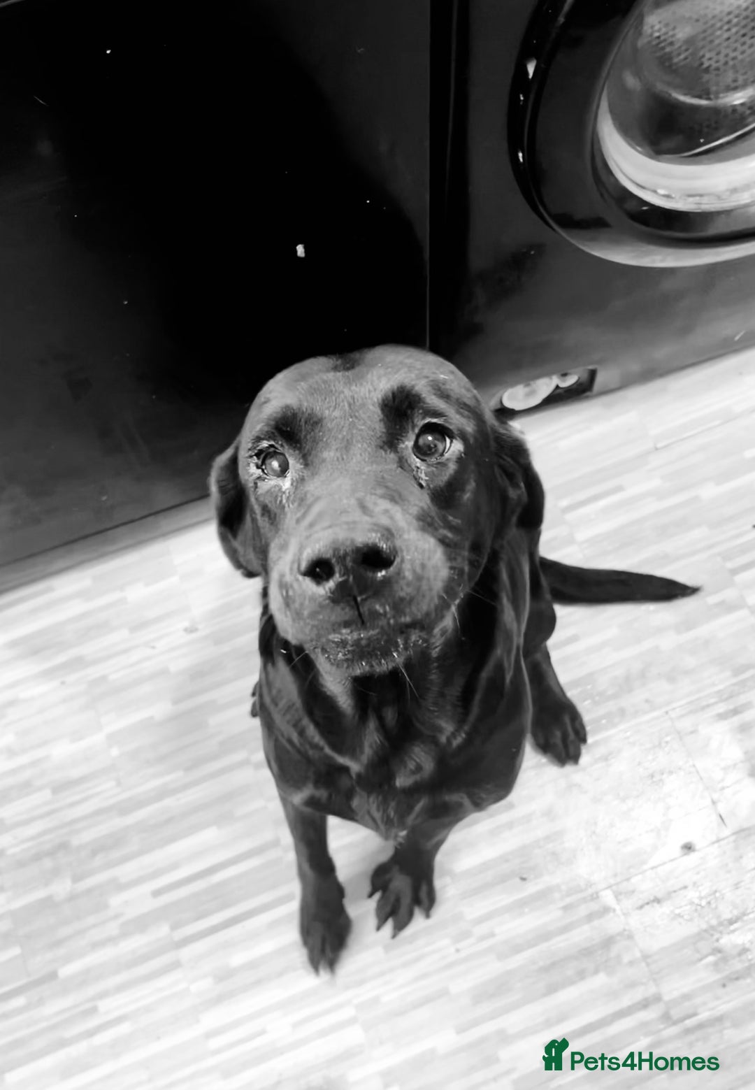 Labrador Retriever dogs for sale: Labrador puppy’s pups pup puppies puppy  - Advert 10