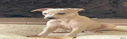 Mixed Breed dogs for sale: Wiggy’s  Whippet x Italian silver fawns - Advert 4
