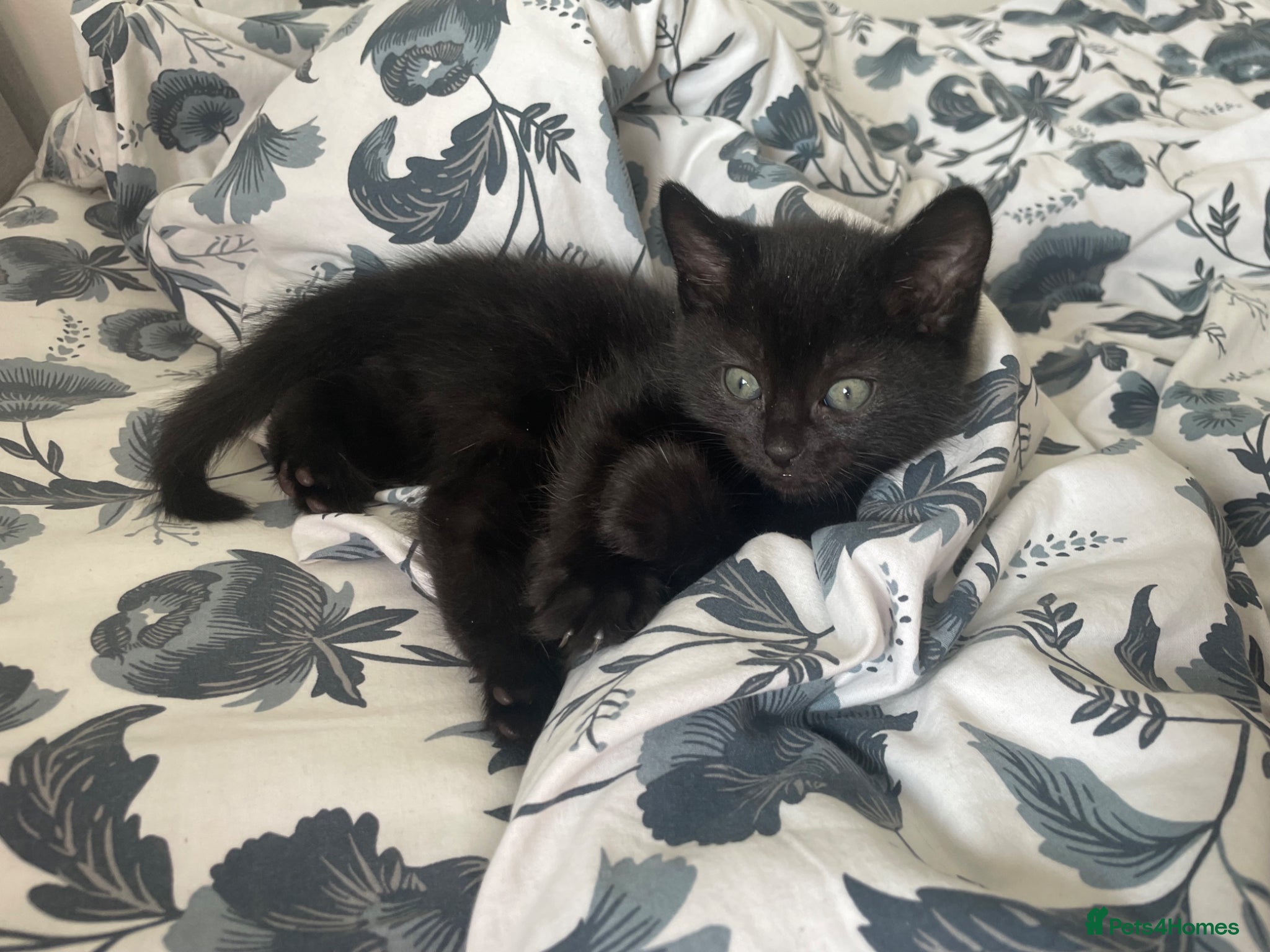 Domestic Shorthair cats 5 Beautiful kittens  🐈‍⬛🐈‍⬛ - Advert 6