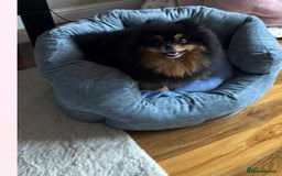 Pomeranian dogs for sale: 🐾 Adorable High-Quality Pomeranian Puppies  - Image 8