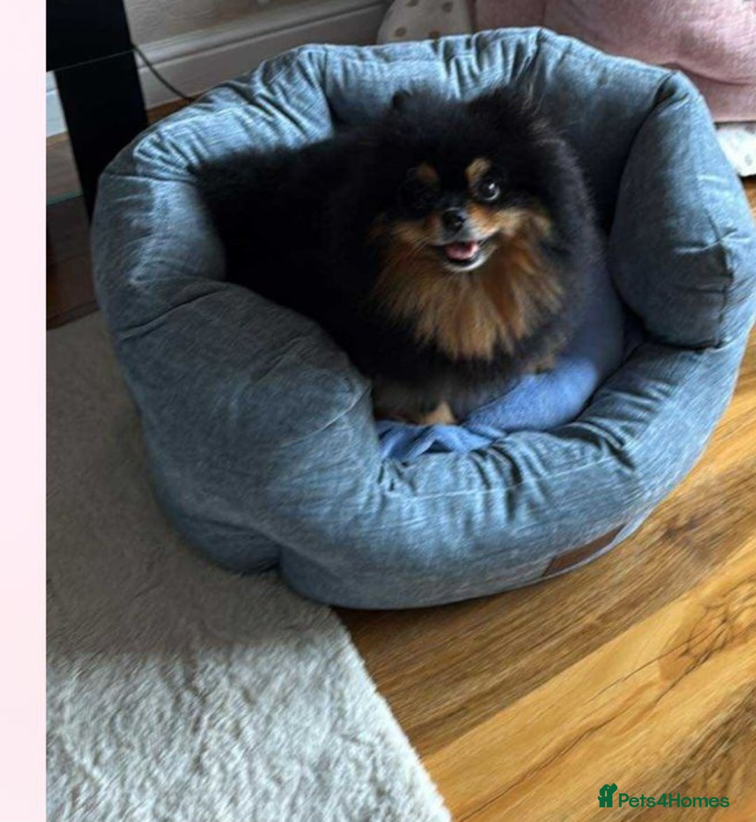 Pomeranian dogs for sale: 🐾 Adorable High-Quality Pomeranian Puppies  - Image 8
