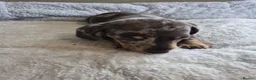 Miniature Dachshund dogs for sale: Miniature Dachshund puppies  in Barnsley - Advert 12