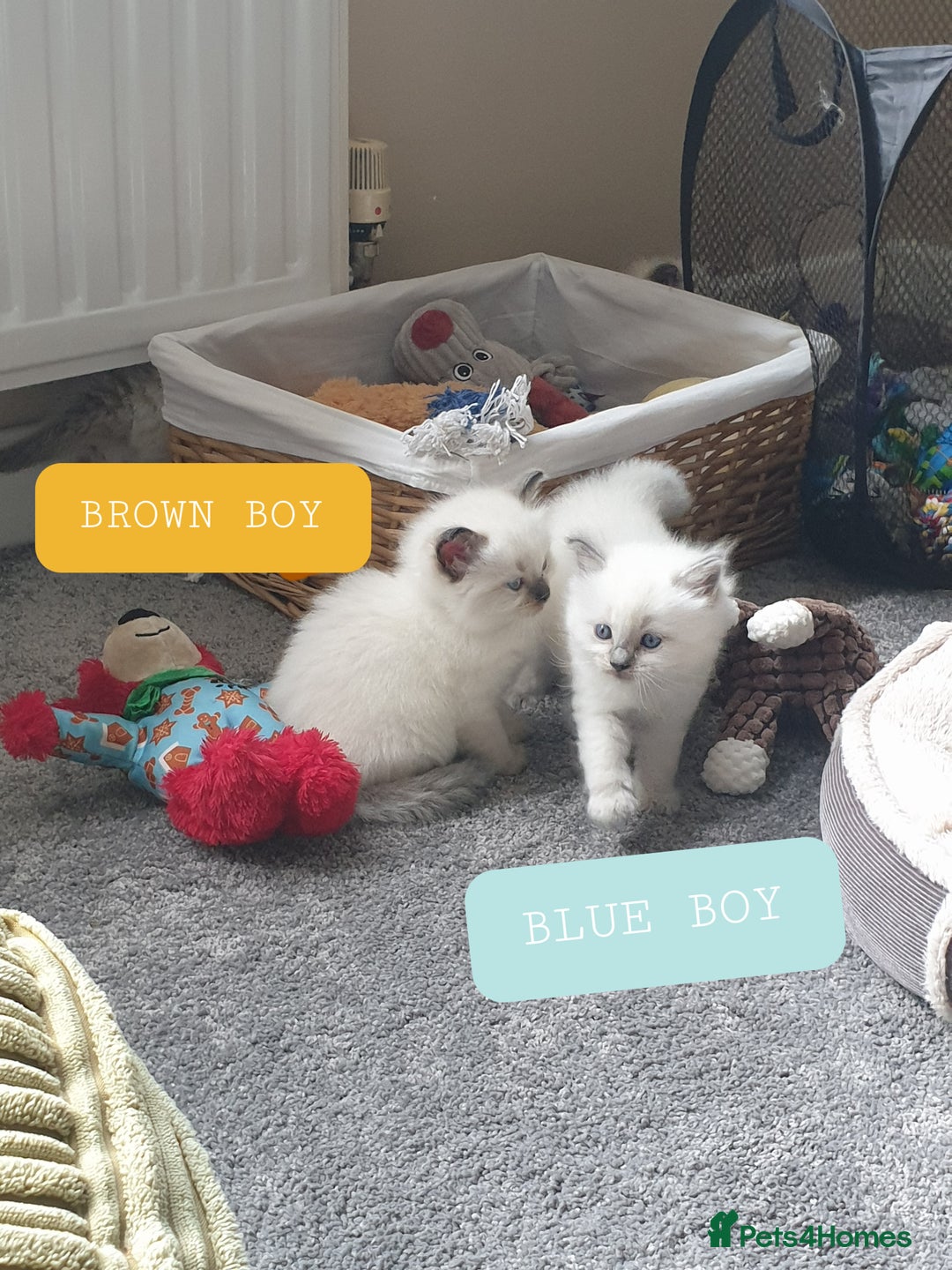 Ragdoll cats for sale: 5 fully seal point ragdoll kittens  - Image 6