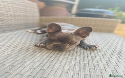 French Bulldog dogs for sale: Loving French Bulldog Looking for a New Home - Image 6