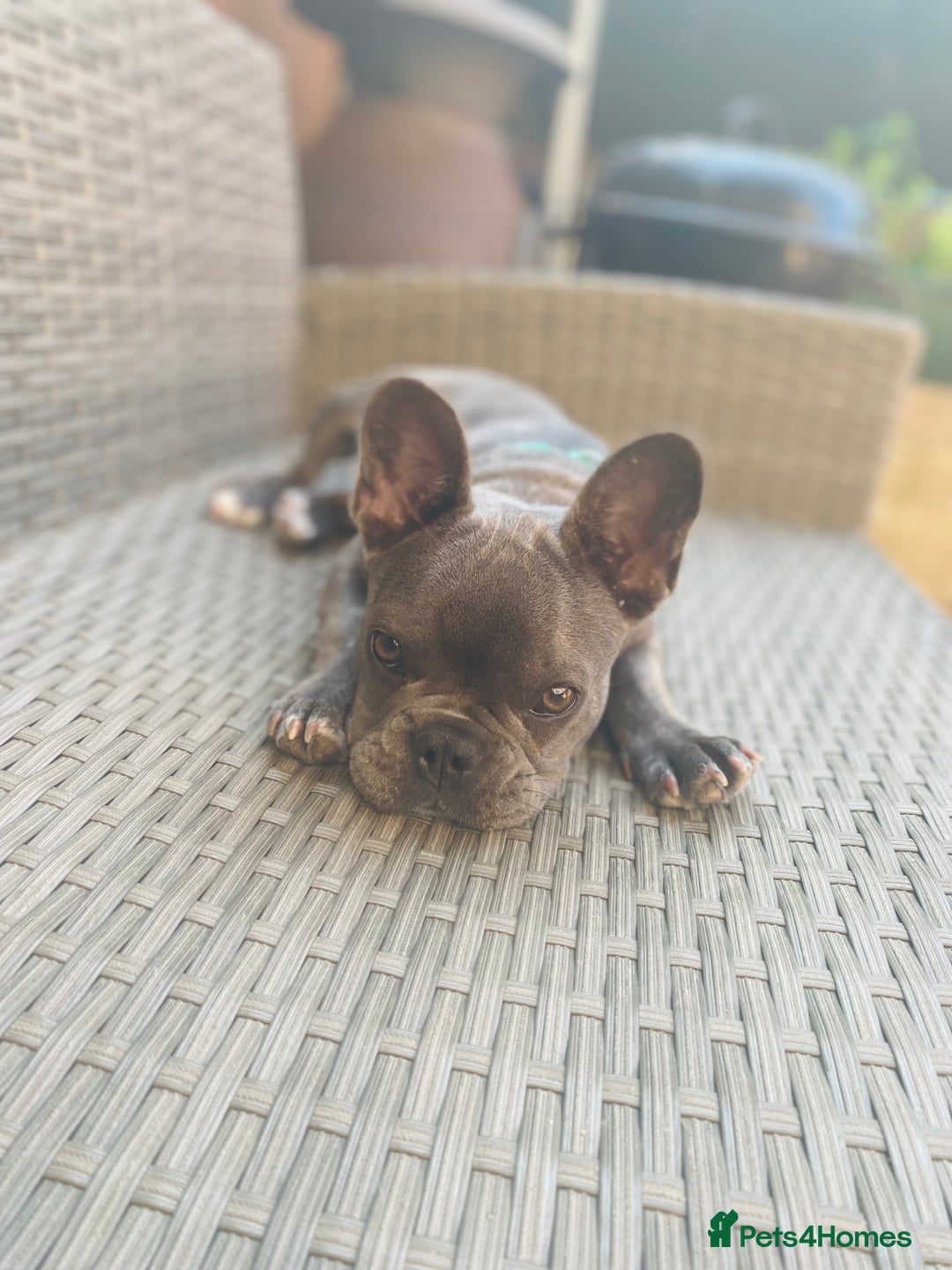 French Bulldog dogs for sale: Loving French Bulldog Looking for a New Home - Image 6