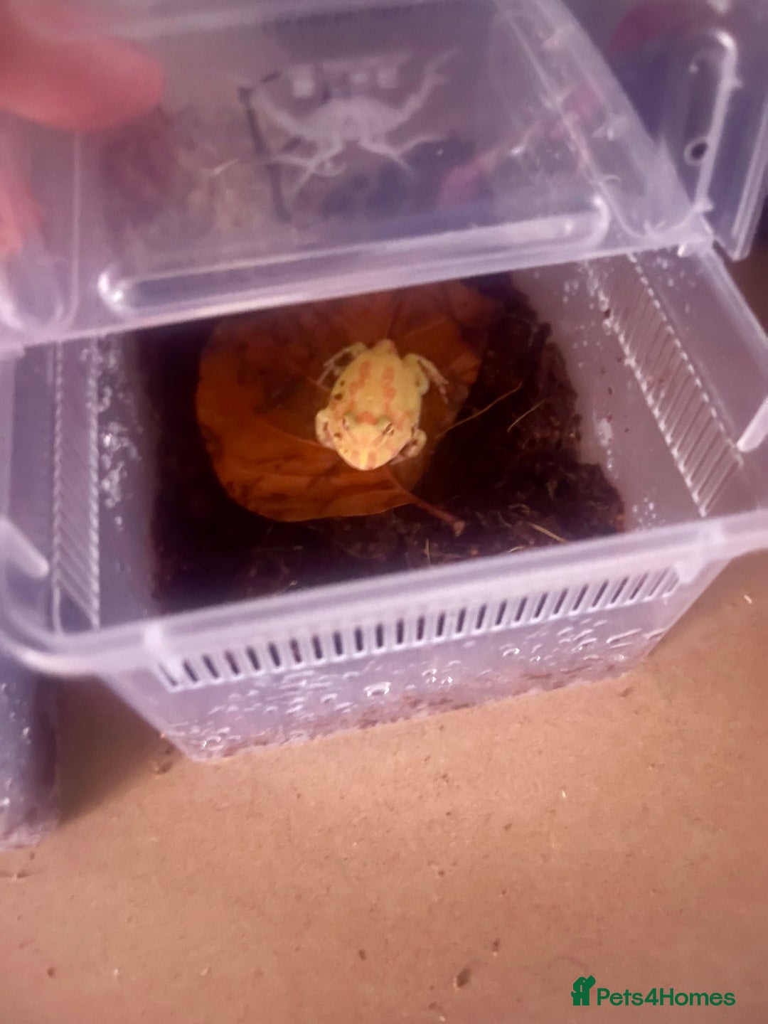 Frog reptiles for sale: Baby PAC Man frogs - Advert 4