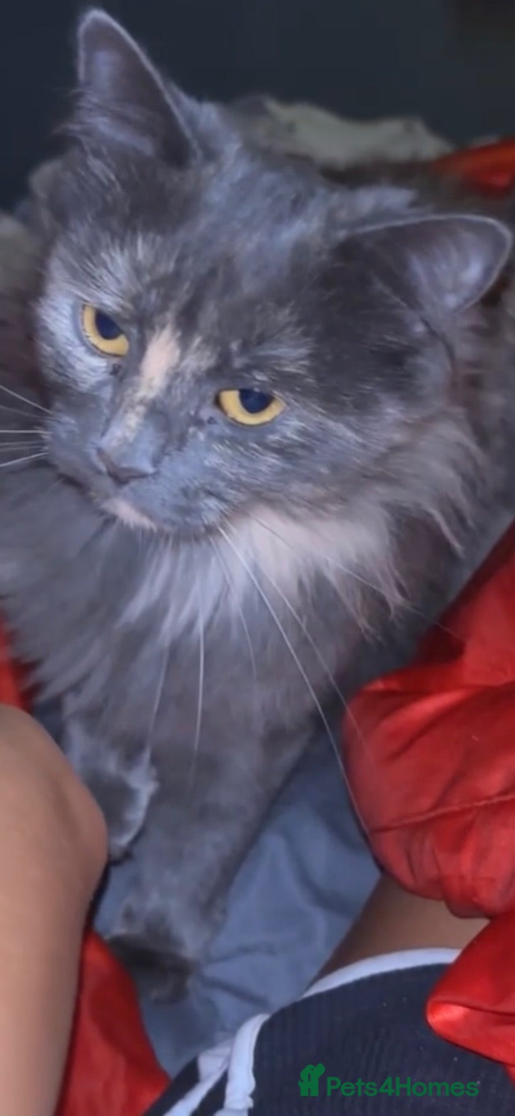 Mixed Breed cats Grey kitty’s  - Advert 2