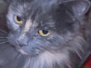 Mixed Breed cats Grey kitty’s - Advert 2