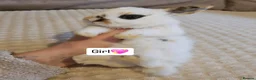 Mini Lop rabbits for sale: Baby Bunnys - Advert 12