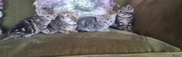 Bengal cats for sale: Beautiful part Bengal kittens - Advert 3