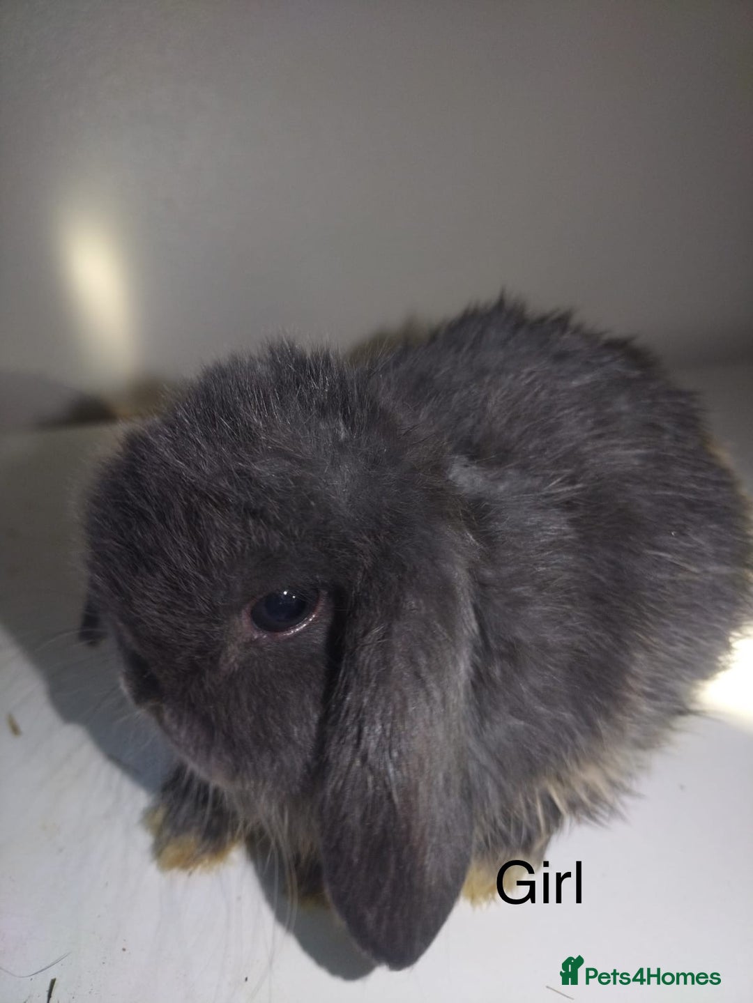 Mini Lop rabbits for sale: Mini lops available  - Advert 3