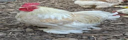 Chickens poultry for sale: Bantam cockerel looking for a new home  - Advert 1