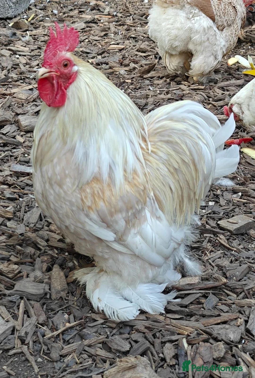 Chickens poultry for sale: Bantam cockerel looking for a new home  - Advert 1