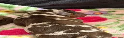 Miniature Dachshund dogs for sale: Miniature dachshund for sale  - Advert 5