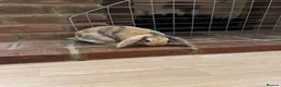 Mini Lop rabbits for sale: 3 x Mini Lop Rabbits in West Wickham - Advert 8