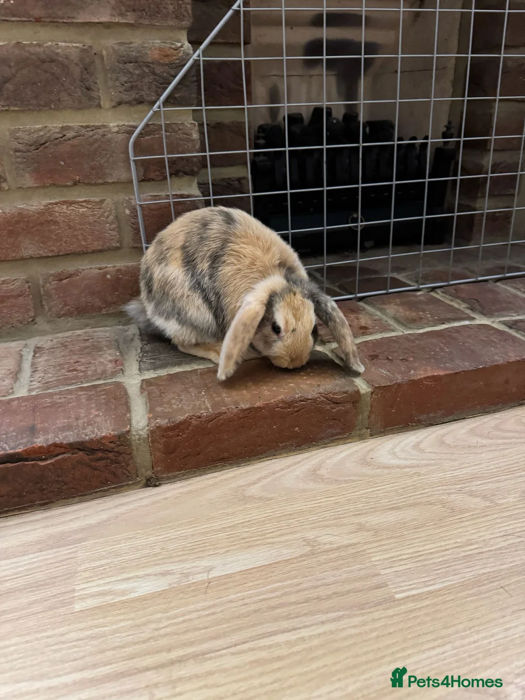 Mini Lop rabbits for sale: 3 x Mini Lop Rabbits in West Wickham - Advert 8
