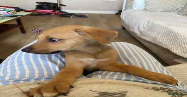 Mixed Breed dogs - Advert 10