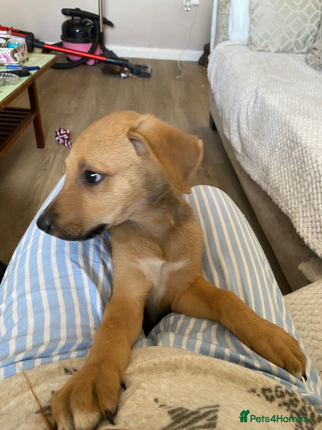Mixed Breed dogs for sale: Beautiful mixed breed pup  - Image 3