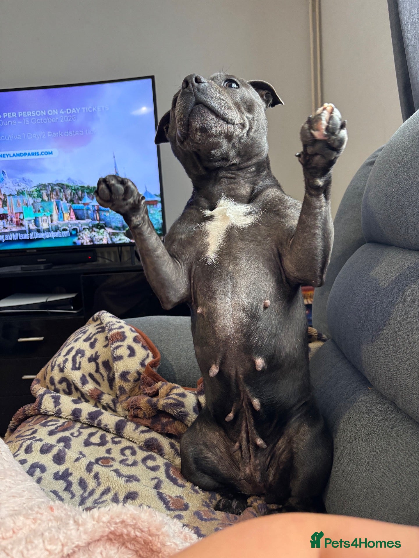 Staffordshire Bull Terrier dogs 🖤 ONE STUNNING BLACK STAFFY GIRL LEFT! 🖤 - Advert 14